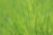 Blurry Grass