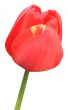 Red Tulip