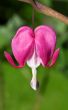 Bleeding Heart