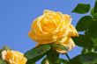 Yellow Rose