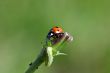 Ladybird