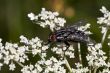 Fat Fly