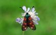 Burnet Moth