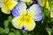 Pansy