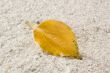 Yellow Autumn Leaf