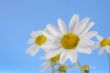 White Daisy