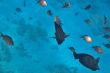 colorful fish in sea