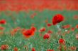 poppy flower