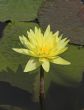 Yellow Water Lily