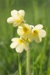 Cowslip