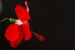 Hibiscus rosa-sinensis