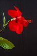 Hibiscus rosa-sinensis