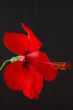 Hibiscus rosa-sinensis