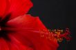 Hibiscus rosa-sinensis
