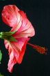 Hibiscus rosa-sinensis