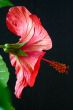 Hibiscus rosa-sinensis