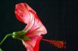 Hibiscus rosa-sinensis