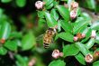 bee blossom