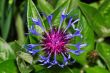 corn flower