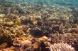 coral reef