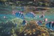 fish sea diving