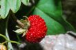 little wild strawberry