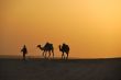 camel in the desert