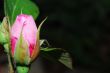 pink rose