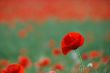 red poppy flower