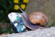 snail crawling on minerals