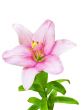 royal lily flower