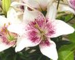 lily in bloom