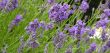 lavender in bloom