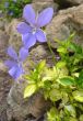 viola in bloom