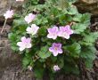 saxifraga in bloom