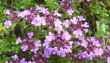 thyme in bloom