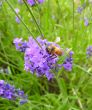 honey bee collecting pollen from lavender