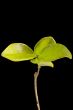 Young tree