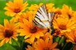 Bouquet of yellow flowers with a butterfly