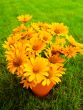 Bouquet of yellow flowers on the grass