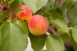 Ripe apricots on the tree`s branch