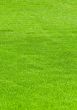 huge green lawn
