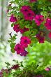 beautiful petunia flowers