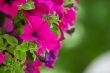 beautiful petunia flowers