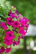 beautiful petunia flowers