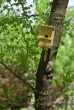 wooden birds house on a tree