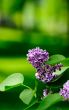 leaves and lilac flowers