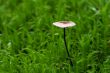 garlic marasmius