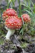 mushroom - fly amanita