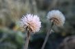 Frozen Dandelion